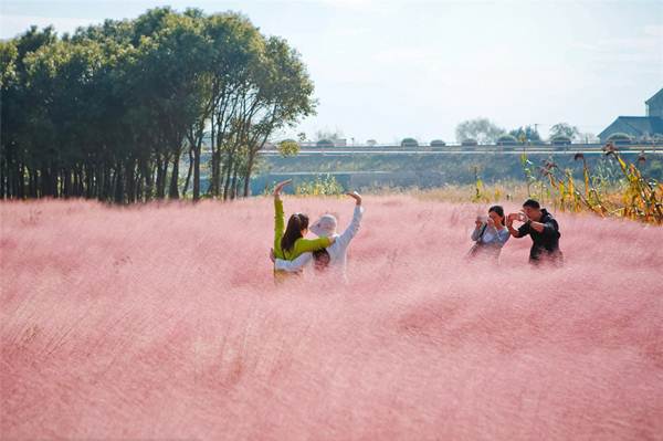 Cánh đồng cỏ màu hồng đẹp khó tin tại Trung Quốc